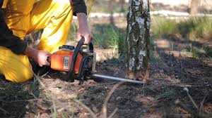 Best Storm Damage Tree Cleanup  in Maine, WI