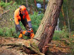 Best Lawn Disease Treatment  in Maine, WI