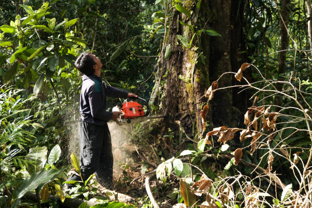 Best Tree Preservation Services  in Maine, WI
