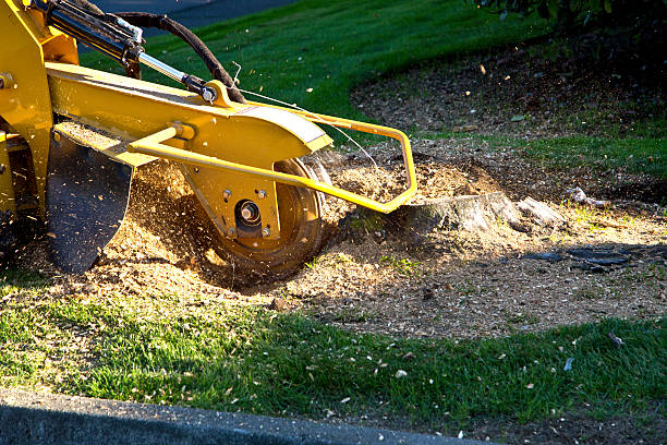 Lawn Grading and Leveling in Maine, WI