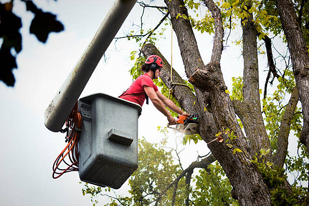 Best Palm Tree Trimming  in Maine, WI