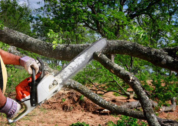 How Our Tree Care Process Works  in  Maine, WI